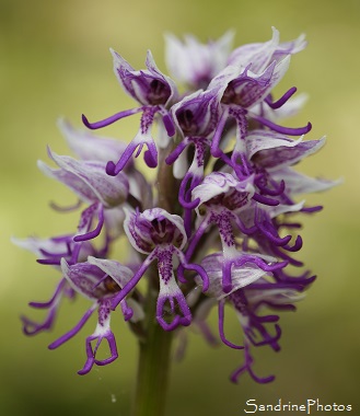 Orchis singe, Orchis simia, Orchidées sauvages roses ou blanches de France, Bach, Lot (47)