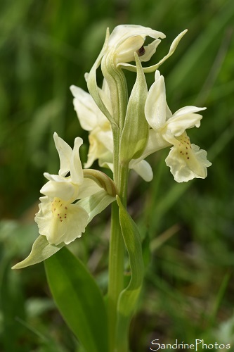 Orchis sureau, Col de Jau, Orchidées sauavges des Pyrénées(138)