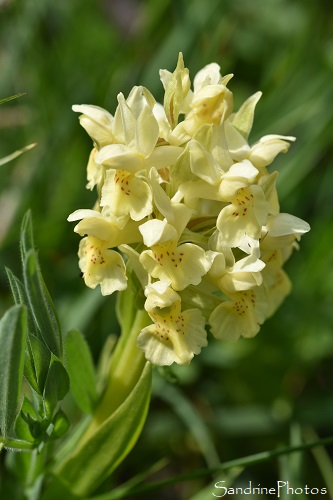 Orchis sureau, Dactylorhiza sambucina, Orchidées sauvages, Col de Jau (1)