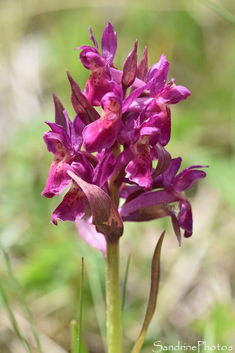 Orchis sureau, Dactylorhiza sambucina, Orchidées sauvages, Col de Jau (3)