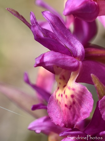 Orchis sureau, Dactylorhiza sambucina, Orchidées sauvages, Col de Jau (32)