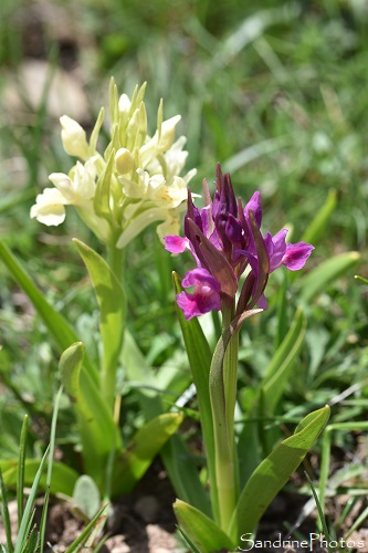 Orchis sureau, Le Pas de la Case et Puymorens, Andorre (233)