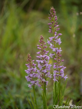 Orchis très odorant, Gymnadenia odoratissima, Orchidées sauvages du Poitou-Charentes, French Wild orchids, Monthoiron (24)