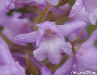 Orchis très odorant, Gymnadenia odoratissima, Orchidées sauvages du Poitou-Charentes, French Wild orchids, Monthoiron (31)