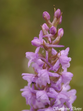 Orchis très odorant, Gymnadenia odoratissima, Orchidées sauvages du Poitou-Charentes, French Wild orchids, Monthoiron 86 (29)