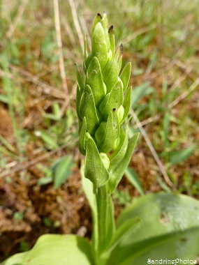 Orchis verdâtre, Platanthera chlorantha - Orchidées sauvages - Wild orchids, Bouresse, Poitou-Charentes, France