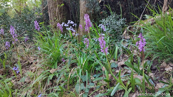 orchis mâle en sous-bois, le long du ruisseau du Crochet, L`Huilerie, Queaux (19)