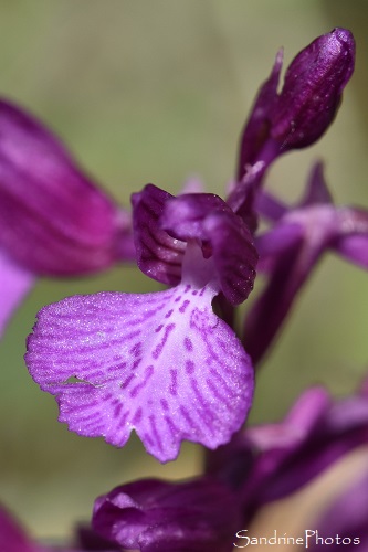 orchis papillon x Orchis morio, Anacamptis papilionacea, Hybride, Cépie, Nord de Limoux, Massif de Malpère, Chasse aux orchidées dans l`Aude, mai 2021 (128)