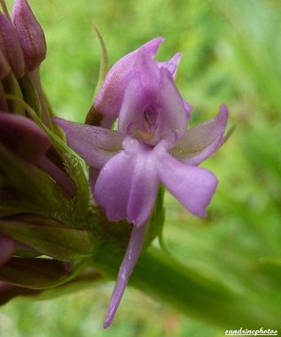 orchis pyramidal anacamptis pyramidalis Orchidées sauvages Bouresse Poitou-Charentes