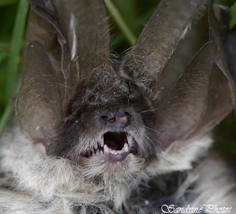 Oreillard gris, Plecotus austriacus, Chauve-souris à grandes oreilles, Bats with large ears , Bouresse, Poitou-Charentes (10)