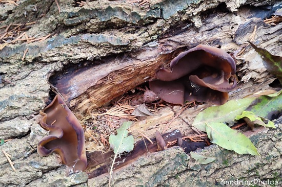 Oreille de Judas, Auricularia auricula-judae, Champignons sur bois mort, Peuplier, La Planchette, Queaux 86, Sud Vienne(3).jpg