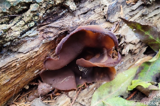 Oreille de Judas, Auricularia auricula-judae, Champignons sur bois mort, Peuplier, La Planchette, Queaux 86, Sud Vienne(4).jpg