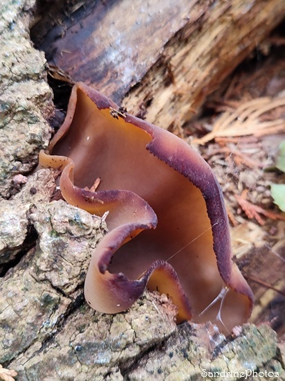 Oreille de Judas Oreille de Judas, Auricularia auricula-judae, Champignons sur bois mort, Peuplier, La Planchette, Queaux 86, Sud Vienne(5).jpg