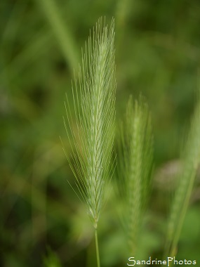 Orge des rats, Orge queue de rat, Hordeum murinum, Graminées, Plante qui s`accroche, dangeureuse pour les animaux si ingérée, épi longues soies, Le Verger, Bouresse 86 (6)