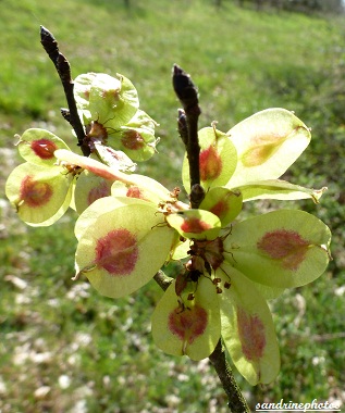 Orme Champêtre-Ulmus Minor