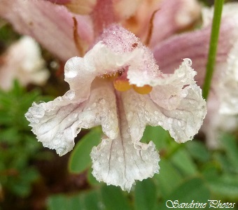 Orobanche, Fleurs sauvages parasites sans pigment vert, Fleurs sauvages marron, No green flower, Wild flower, Poitou-Charentes (4)