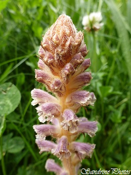 Orobanche, Fleurs sauvages parasites sans pigment vert, Fleurs sauvages marron, No green flower, Wild flower, Poitou-Charentes (7)