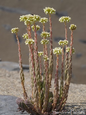 Orpin élevé, Sedum sediforme,  Fleurs sauvages blanches, Réserve naturelle de Jujols, Pyrénées orientales, SandrinePhotos (91)