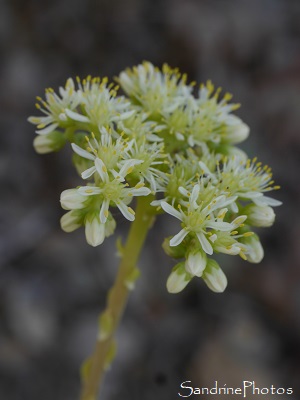 Orpin élevé, Sedum sediforme,  Fleurs sauvages blanches, Réserve naturelle de Jujols, Pyrénées orientales, SandrinePhotos
