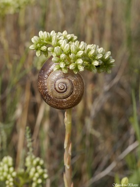 Orpin élevé avec escargot, Sedum sediforme, Fleurs sauvages blanches, Réserve naturelle de Jujols, Pyrénées orientales