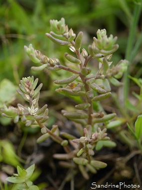 Orpin rougeâtre, Sedum rubens, Fleurs sauvages blanches et roses, Jardin, Le Verger, Bouresse 86, Poitou, Sud-Vienne, Biodiversité en région Nouvelle Aquitaine (47)