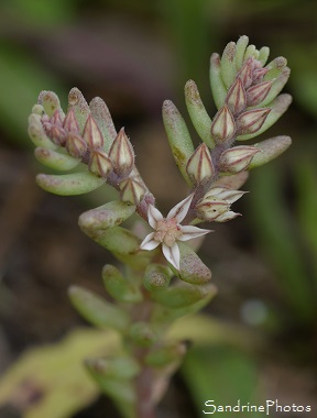 Orpin rougeâtre, Sedum rubens, Fleurs sauvages blanches et roses, Jardin, Le Verger, Bouresse 86, Poitou, Sud-Vienne, Biodiversité en région Nouvelle Aquitaine (49)