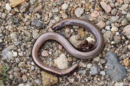 Orvet fragile, Anguis fragilis Linnaeus, prédaté par un rapace, Balade route de l`Isle Jourdain, Sud-Vienne 86 (6)