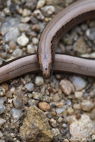 Orvet fragile, Anguis fragilis Linnaeus, prédaté par un rapace, Balade route de l`Isle Jourdain, Sud Vienne 86 (7)