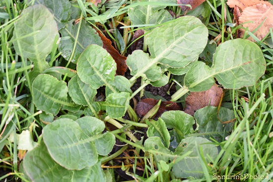 Oseille violoncelle, Patience élégante, Rumex pulcher, Plantes sauvages du Sud Vienne, Le Verger, Bouresse (14)