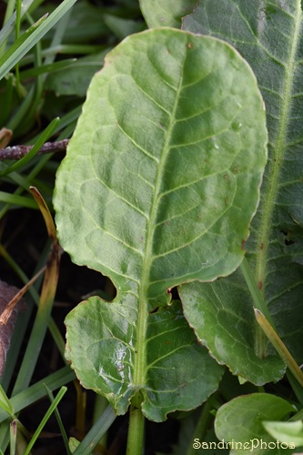 Oseille violoncelle, Patience élégante, Rumex pulcher, Plantes sauvages du Sud Vienne, Le Verger, Bouresse (6).jpg