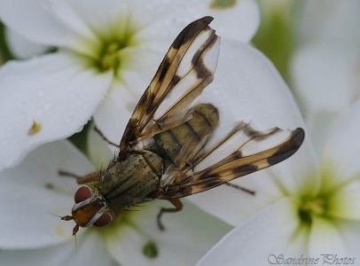 Otites lamed, Diptères, Ulidiidae, Mouche aux ailes marquées de brun, Flies with dark coloured wings, Diptera of the garden, France, Poitou-Charentes, Jardin, Bouresse (18)