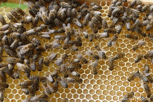 Ouverture de la hausse et pose d`une seconde hausse, rucher, ruche, apiculture, 01 mai 2021, Le Verger, Bouresse (14)