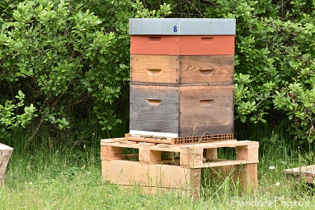 Ouverture de la hausse n1 et pose d`une seconde hausse, samedi 01 mai 2021, Ruche, rucher, Apiculture, Le Verger, Bouresse (1)