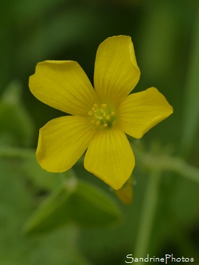 Oxalis corniculé, Oxalis corniculata, Fleurs sauvages jaunes, Le Verger, Bouresse 86 (48)