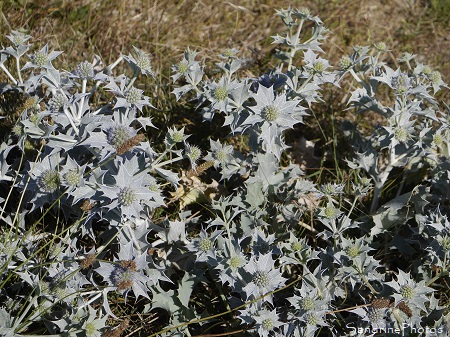 Panicaut de mer, Eryngium maritimum, Fleurs sauvages des côtes bretonnes, Pénestin, sentier des douaniers, Morbihan (76)