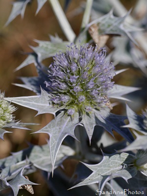 Panicaut de mer, Eryngium maritimum, Fleurs sauvages des côtes bretonnes, Pénestin, sentier des douaniers, Morbihan (77)