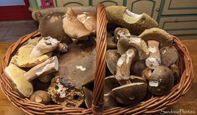 Panier de Champignons d`automne en sud Vienne 2023 (7)