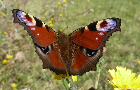 Paon de jour, Inachis Io, Nymphalidae, Papillons de jour, Bouresse, Poitou-Charentes, Jardin 21 septembre 2013 GF(35)