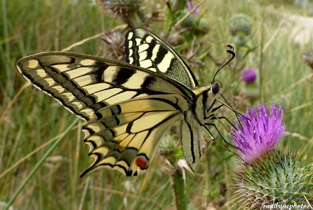 Papilio machaon -Plage de Gâvres Morbihan 17 juillet 2012 SandrinePhotos