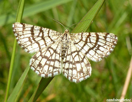 Papillon Géomètre à barreaux Chiasmia Clathrata Papillons du Poitou-Charentes Bouresse (2)