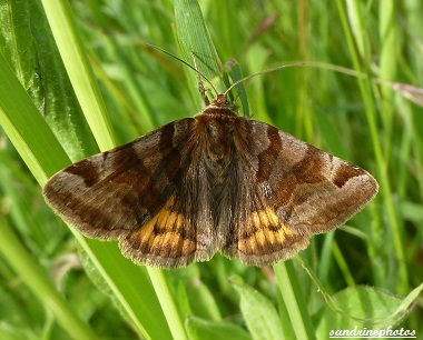 Papillon La doublure Jaune-Euclidia glyphica Papillon du Poitou-Charentes Bouresse (2)