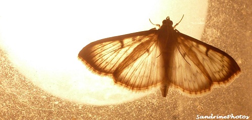 Papillon de nuit attiré par les lumières du soir, Moth attracted by the light - Bouresse, Poitou-Charentes