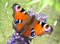 Papillons Poitou-Charentes