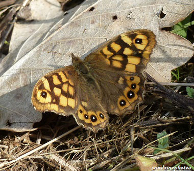 papillon tircis pararge aegeria PF (3)