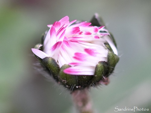 Pâquerette, Bellis perennis, Fleur blanche, Flore sauvage de La Planchette, Refuge LPO, Queaux (37)