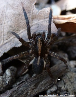 Pardosa Amentata mâle araignée type lycosidae