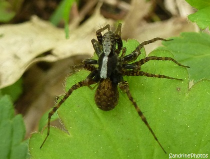 Pardosa lugubris, Lycosidae, Araignées mâle et femelle enlacées, Bouresse, Poitou-Charentes