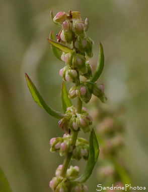 Patience agglomérée, Rumex conglomeratus, Oseille sauvage, Jardin, Le Verger, Bouresse 86, Poitou, Biodiversité en région Nouvelle-Aquitaine (102)