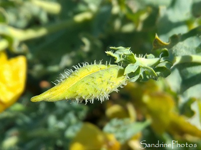 Pavot cornu, Glaucium flavum, Fleurs sauvages jaunes, Plage de Lehan, Treffiagat, Finistère 2020 (22)