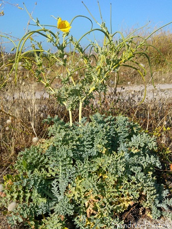 Pavot cornu, Glaucium flavum, Fleurs sauvages jaunes, Plage de Lehan, Treffiagat, Finistère 2020 (23)